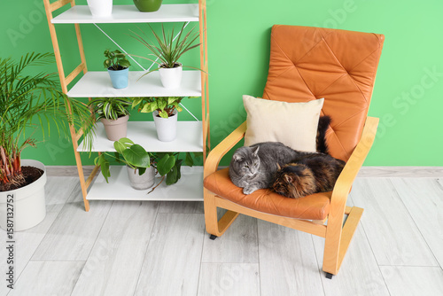Two domestic cats relaxing ...