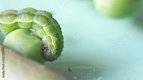 Close-up of green caterpillar eating a pea. Macro footage shows details of insect's movement and chewing. Natural scene of plant-eating larva in garden setting.