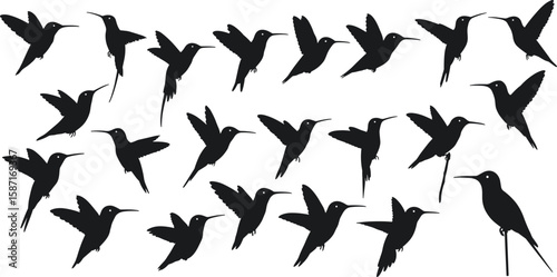 Hummingbird silhouette collection in various flight positions, black tropical bird vector set, wildlife design elements, isolated for decoration, art