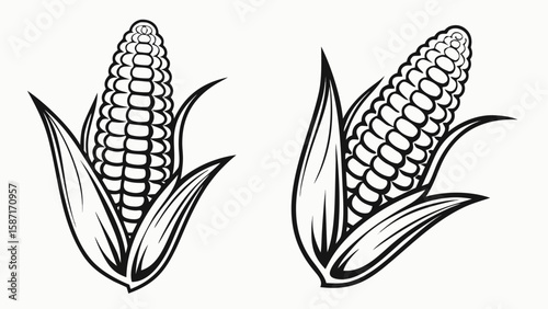 Two corn cobs with leaves maize food