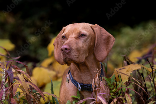 Focused Vizsla dog in fall forest