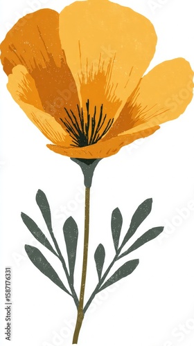 Orange Yellow Poppy Illustration