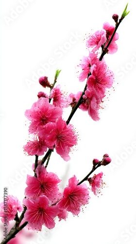 Pink Peach Blossoms Against White Background