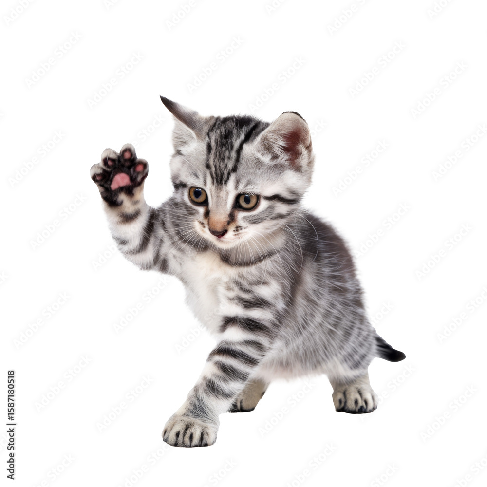 Fototapeta premium cute kitten isolated on transparent background