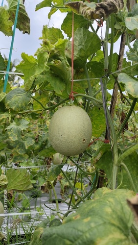 fresh melon fruit growing on a tree in a tropical garden with green leaves