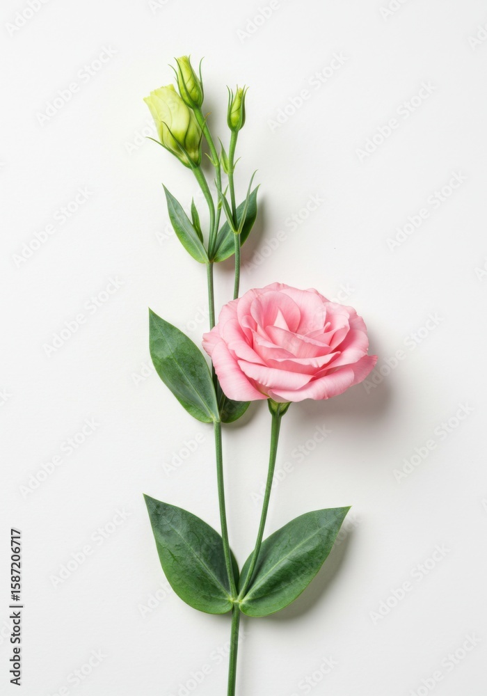 Obraz premium A delicate pink Eustoma flower with buds and green leaves lies on a white background