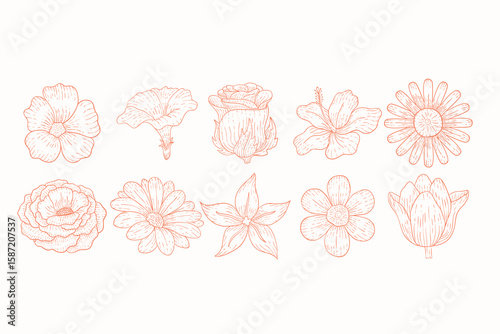 Flowers Lineart Collection Flat Design Cartoon Icon Illustration