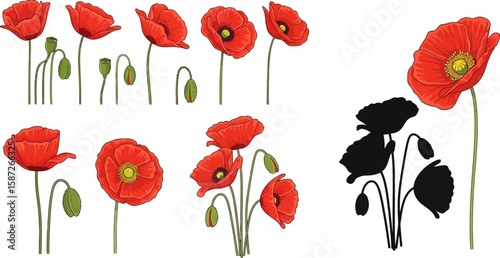 Elegant red poppies illustration with beautiful blossoming spring flower