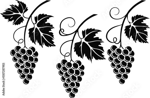 Three Black and White Grapevine Clusters with Leaves