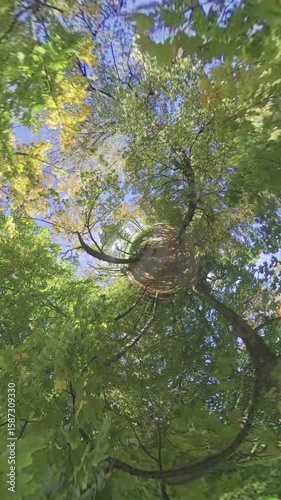 The video begins with a view of the sky through a hole in the canopy of a forest. The camera then pans down to reveal the lush green leaves of the trees. The video is accompanied by a relaxing