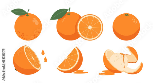 Vibrant Orange Collection: Fresh Citrus Fruit Illustration