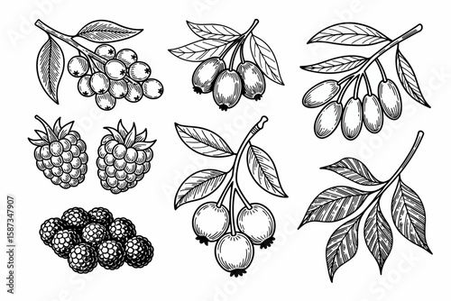 Detailed ink drawing of various berries on branches with leaves, including raspberries, blackberries, and other assorted berry types.