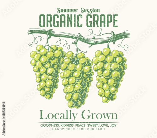 Fresh food artwork for for t shirt. Always organic. Summer food poster design. Grape fruit artwork. Fresh grapes fruit print. Vector background with hand drawn sketch illustration of grapes,