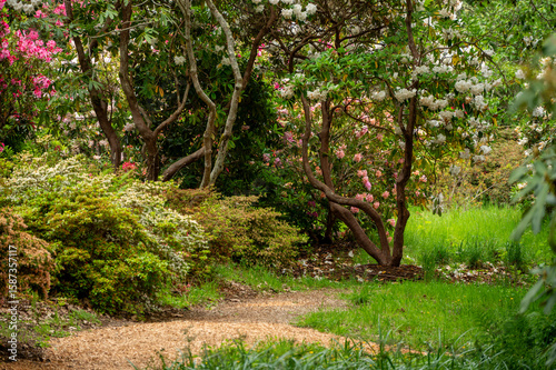 Vibrant Rhododendron garden in full bloom. 