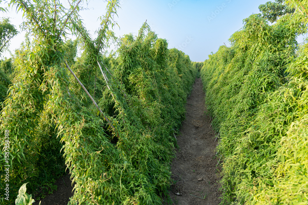 Obraz premium Green chinese yam plants growing in field