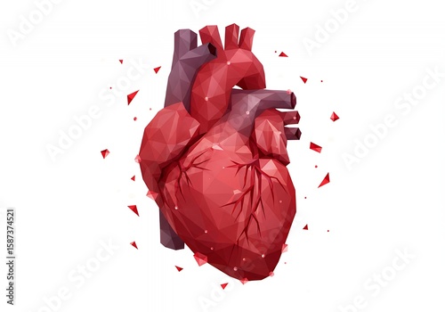 Low poly heart model in red tones for medical or anatomical designs.