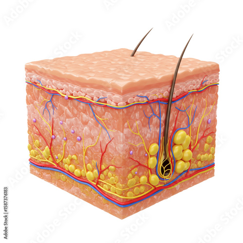 3D Human Skin Layers Cross Section