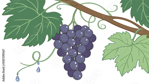 Illustration of fresh grape vine with leaves and water drops for food and nature designs usage