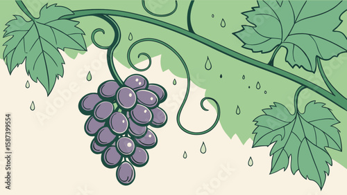 Illustration of fresh grapes on the vine with leaves and raindrops for healthy eating concept design
