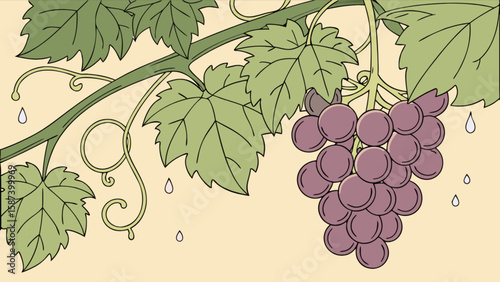 Illustration of grape vine with grapes and leaves for wine making or fruit harvest season concept design