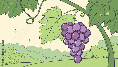 Cartoon grapes vineyard illustration with leaves and water drops for kids educational material design