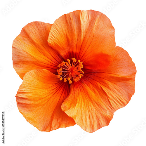 Wallpaper Mural Close-up of a beautiful orange dahlia flower, resembling a gerbera or daisy, with delicate petals blooming in nature, isolated on white Torontodigital.ca