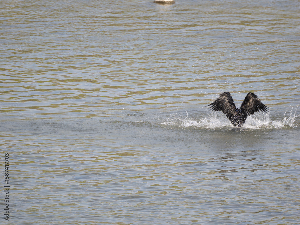 Fototapeta premium 水浴びをする猪名川の川鵜
