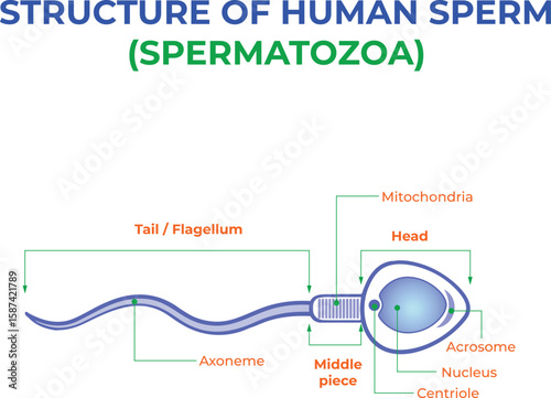 Structure Of Human Sperm Spermatozoa