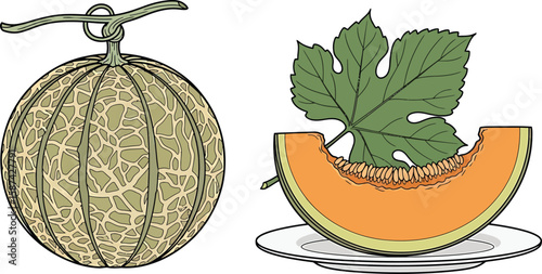 Illustration showcasing a whole melon and a slice, highlighting the fruit's texture and color.