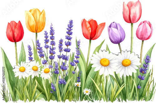 Colorful watercolor field with tulips. Beautiful floral garden in watercolor style. Watercolor spring border with wildflowers. Hand-painted tulips and daisy flower scene. Spring floral meadow