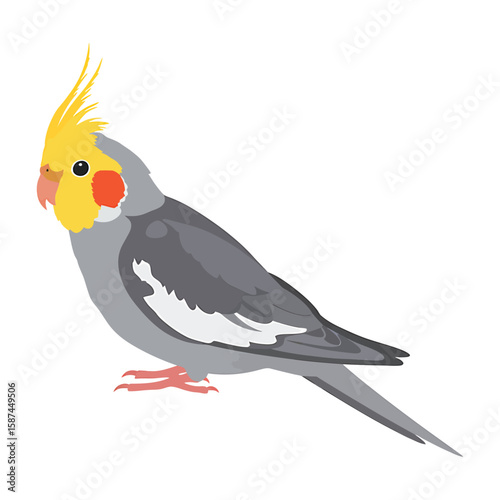 A cute cockatiel with a yellow crest is isolated on white background, showcasing its gray feathers and charming features