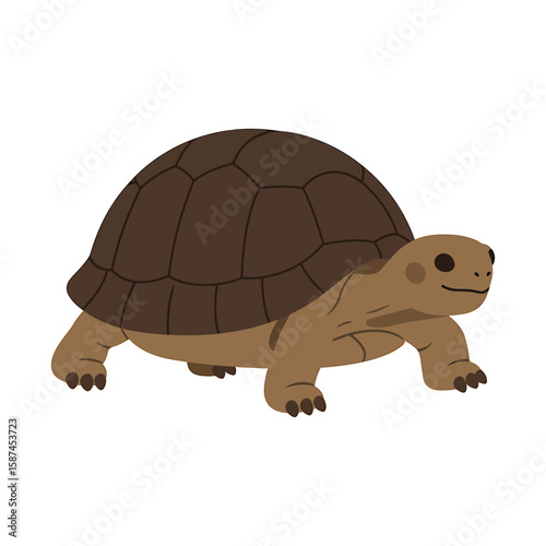 A cute turtle with a textured shell, isolated on white background, slowly walking and displaying its unique reptilian features from a side view