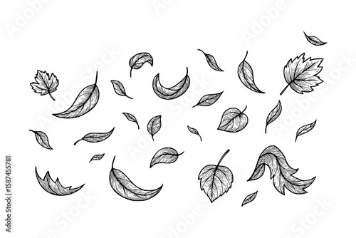Isolated Hand Drawn Engraved Leaves Collection