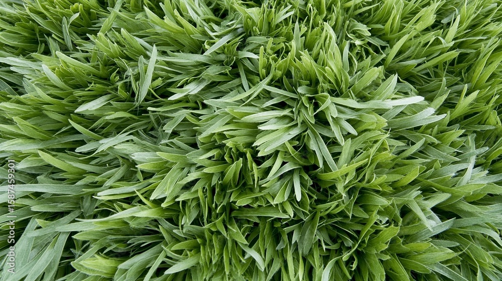 Vibrant green grass texture close up nature background Vibrant green grass texture close up nature background