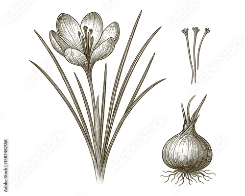 Botanical Illustration of Crocus Sativus Plant with Flower, Bulb, and Stigmas Detail.