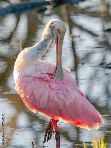 pink roseate spoonbill perched in the marsh near the beach
