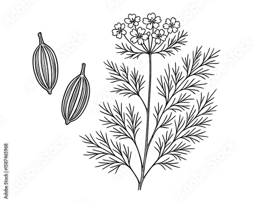 Botanical Illustration of Caraway Plant with Flowers and Seeds: Detailed Outline