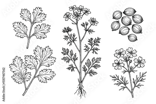Botanical Illustration of Coriander: Detailed Drawing of Plant, Seeds, & Flowers