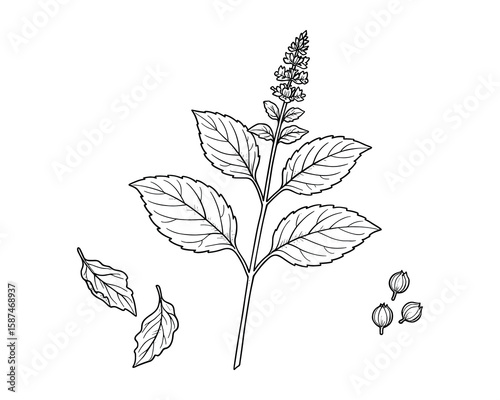 Detailed Line Art Illustration of a Tulsi Plant with Leaves and Seeds Isolated.