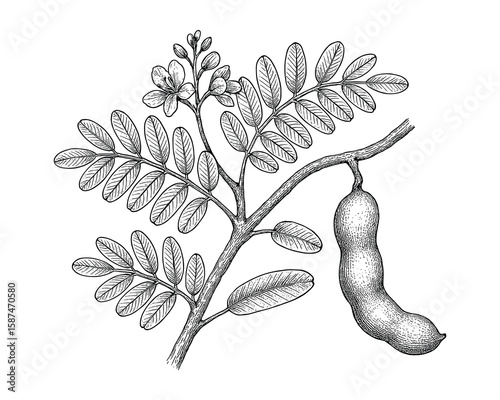 Botanical Illustration of Tamarindus indica, Showing Pod, Leaves, and Flower Details
