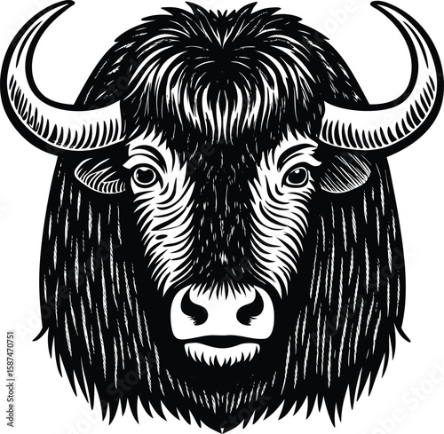 Majestic black yak head with curved horns and shaggy mane animal white