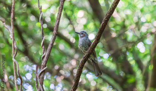 фотографія A single brown-eared bulbul perched on a tree branch in the forest
