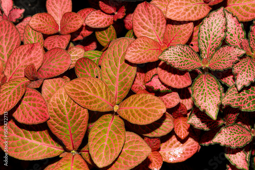 Fittonia albivenis is a species of flowering plant in the family Acanthaceae, native to the rainforests of Colombia, Peru, Bolivia, Ecuador and northern Brazil. Also known as nerve plant.
