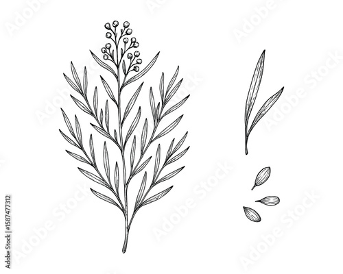 Botanical Illustration of Eucalyptus Branch with Berries and Loose Leaves Isolated
