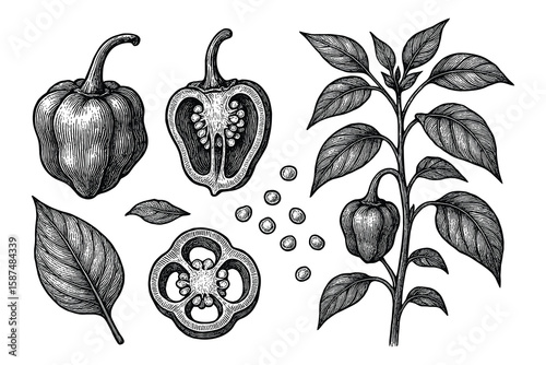Detailed Botanical Illustration: Habanero Peppers, Sections, Seeds and Plant Drawing