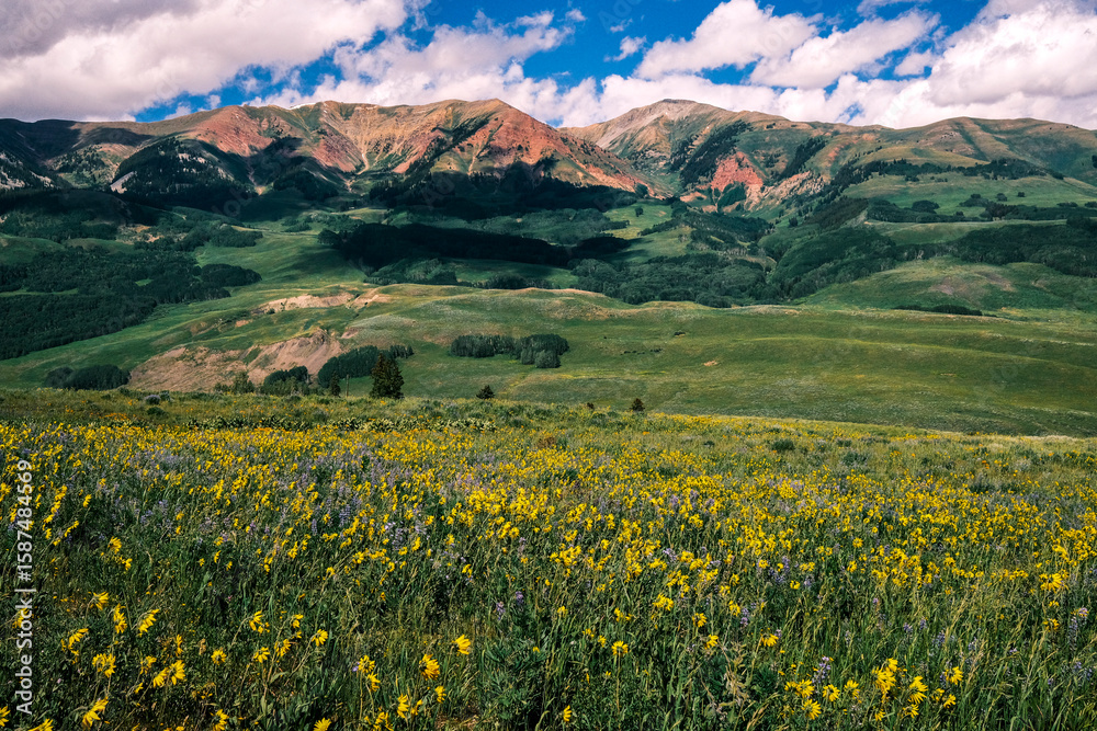 Rocky mountain wildflowers on a sunny day Rocky mountain wildflowers on a sunny day