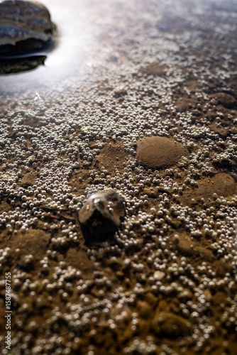 A Shallow Muddy Riverbed Speckled with Tiny Bubbles
