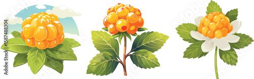 Orange Cloudberries, Sweet & Tart