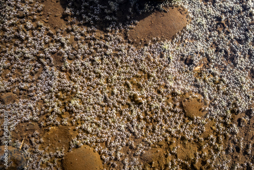 A Shallow Muddy Riverbed Speckled with Tiny Bubbles