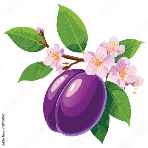 Ripe Plums, Perfect for Baking